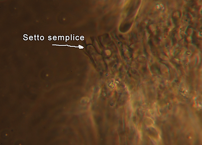 Sullo stesso tronco (Phlebiopsis ravenelii)